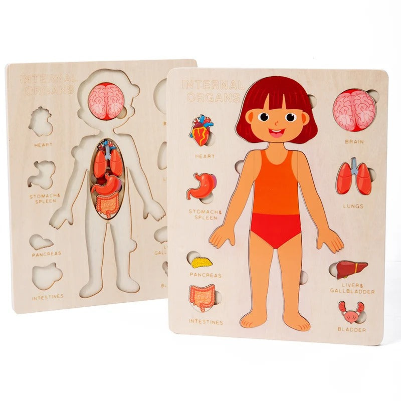 Human Body Educational Puzzle