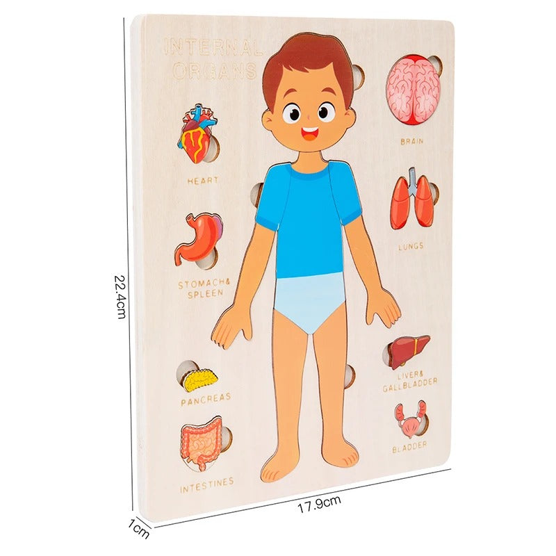 Human Body Educational Puzzle