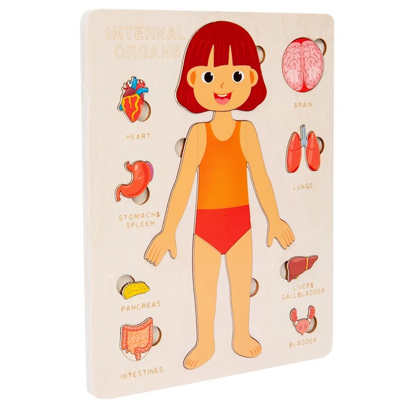 Human Body Educational Puzzle